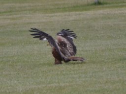 Kite Landed